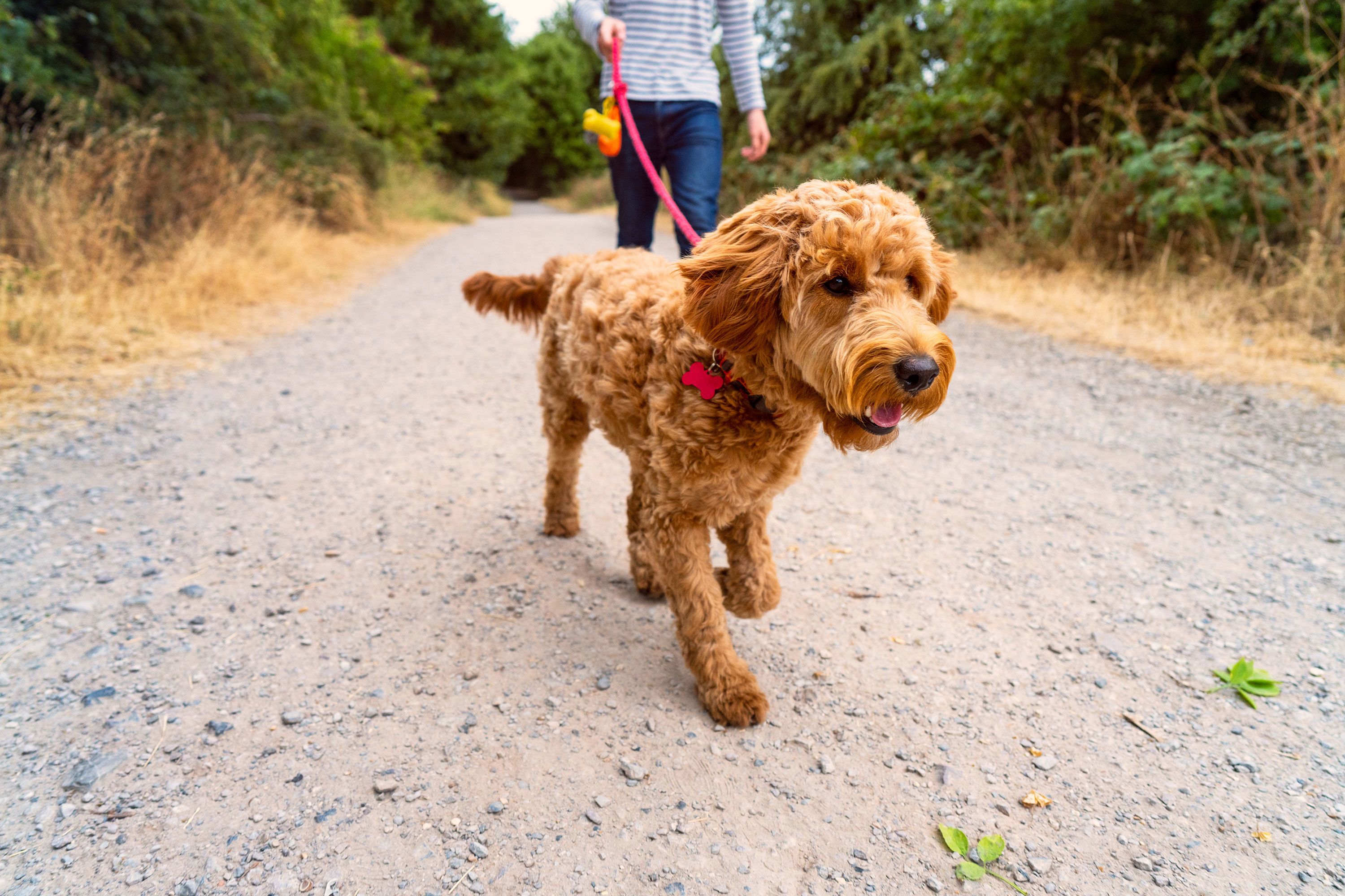 Dog Walking