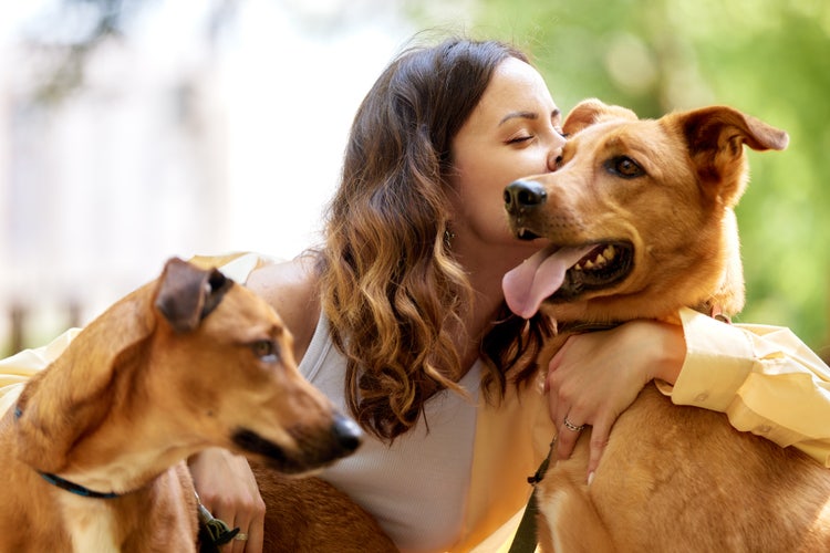 Pet Adoption
