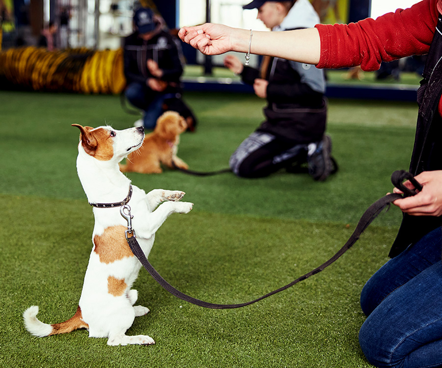 Pet Training
